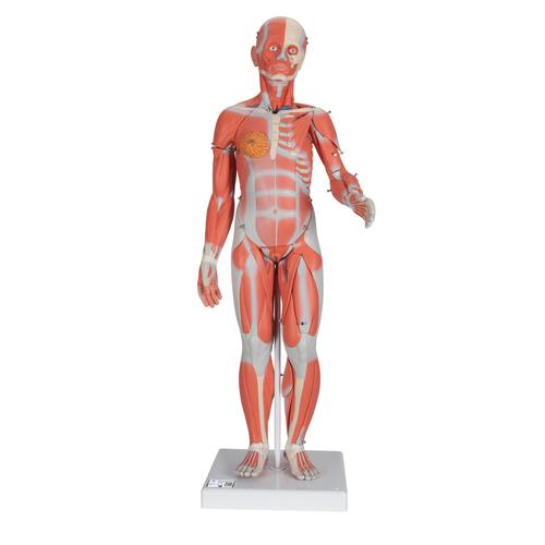 Muskelfigur, weiblich, 21-teilig - 3B Smart Anatomy, 1019232 [B56], Muskelmodelle