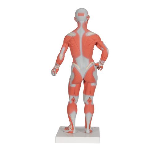 Mini Muskelfigur mit abnehmbarer Bauchdecke, 2-teilig - 3B Smart Anatomy, 1000212 [B59], Muskelmodelle