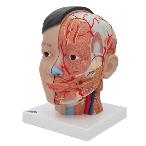 Lebensgroßes, asiatisches Kopfmodell mit Gehirn & Hals, 4-teilig - 3B Smart Anatomy, 1000215 [C06], Kopfmodelle