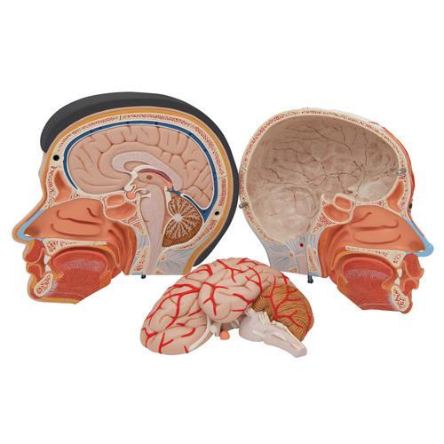 Lebensgroßes, asiatisches Kopfmodell mit Gehirn & Hals, 4-teilig - 3B Smart Anatomy, 1000215 [C06], Kopfmodelle