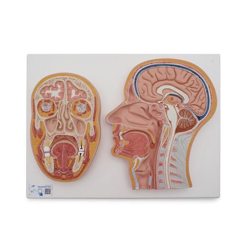 Median- und Frontalschnitt des Kopfes - 3B Smart Anatomy, 1022187 [C13], Kopfmodelle