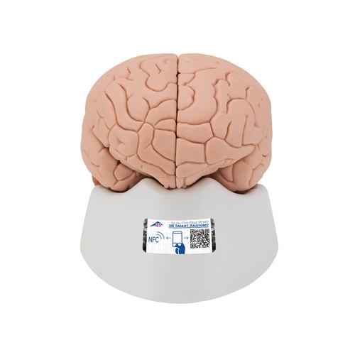 Menschliches Gehirnmodell, 4-teilig - 3B Smart Anatomy, 1000224 [C16], Gehirnmodelle