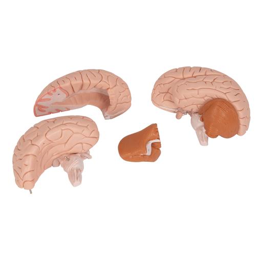 Menschliches Gehirnmodell, 4-teilig - 3B Smart Anatomy, 1000224 [C16], Gehirnmodelle