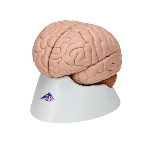 Menschliches Gehirnmodell, 8-teilig - 3B Smart Anatomy, 1000225 [C17], Gehirnmodelle