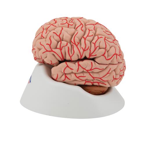 Menschliches Gehirnmodell mit Arterien, 9-teilig - 3B Smart Anatomy, 1017868 [C20], Gehirnmodelle