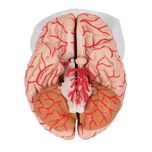 Menschliches Gehirnmodell mit Arterien, 9-teilig - 3B Smart Anatomy, 1017868 [C20], Gehirnmodelle