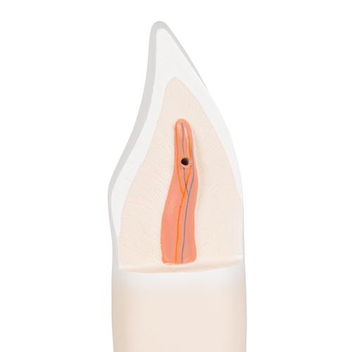 Zahn Modell Unterer Schneidezahn, 2-teilig - 3B Smart Anatomy, 1000240 [D10/1], Ersatzteile