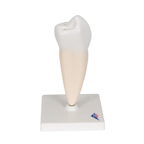 Zahn Modell Unterer Einwurzeliger Prämolar - 3B Smart Anatomy, 1000242 [D10/3], Zahnmodelle