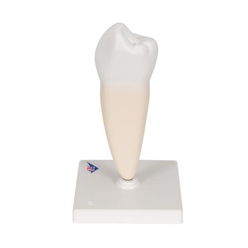 Zahn Modell Unterer Einwurzeliger Prämolar - 3B Smart Anatomy, 1000242 [D10/3], Zahnmodelle