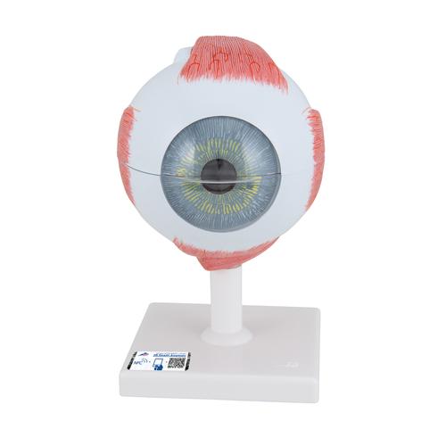 Augenmodell, 5-fache Größe, 6-teilig - 3B Smart Anatomy, 1000255 [F10], Augenmodelle