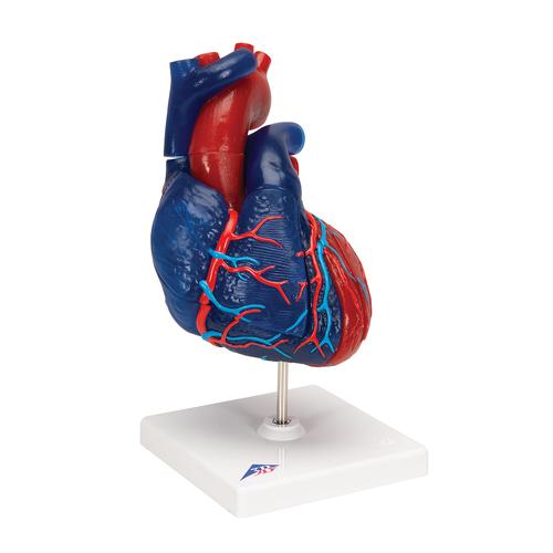 Herzmodell in Lebensgröße, didaktisch gefärbt, 5-teilig - 3B Smart Anatomy, 1010007 [G01/1], Herz- und Kreislaufmodelle