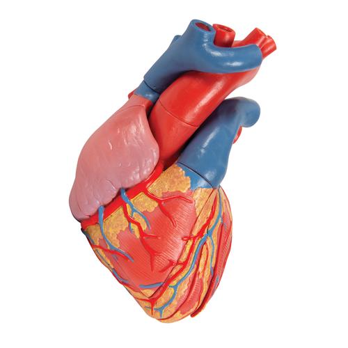 Herzmodell in Lebensgröße mit Systole auf Sockel, 5-teilig - 3B Smart Anatomy, 1010006 [G01], Herz- und Kreislaufmodelle