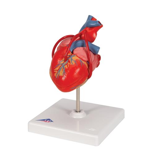 Herzmodell "Klassik" mit Bypass, 2-teilig - 3B Smart Anatomy, 1017837 [G05], Herzgesundheit und Fitnesserziehung