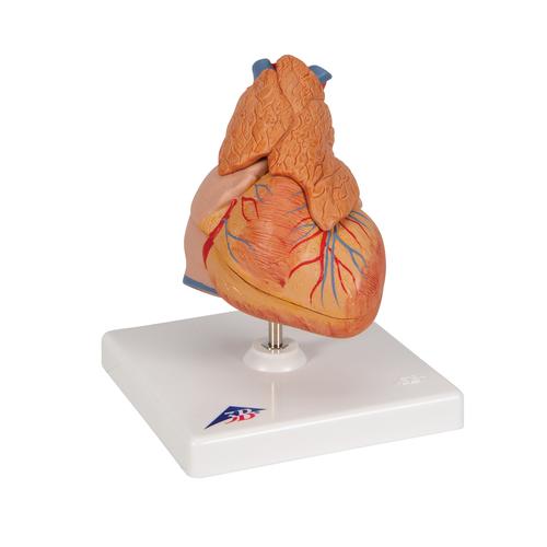 Herzmodell "Klassik" mit Thymus, 3-teilig - 3B Smart Anatomy, 1000265 [G08/1], Herz- und Kreislaufmodelle
