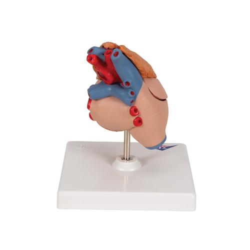 Herzmodell "Klassik" mit Thymus, 3-teilig - 3B Smart Anatomy, 1000265 [G08/1], Herz- und Kreislaufmodelle