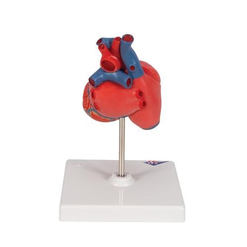 Herzmodell "Klassik", 2-teilig - 3B Smart Anatomy, 1017800 [G08], Herzgesundheit und Fitnesserziehung