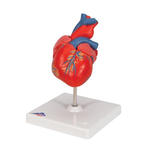 Herzmodell "Klassik", 2-teilig - 3B Smart Anatomy, 1017800 [G08], Herzgesundheit und Fitnesserziehung