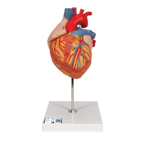 Herzmodell, 2-fache Größe, 4-teilig - 3B Smart Anatomy, 1000268 [G12], Herzgesundheit und Fitnesserziehung