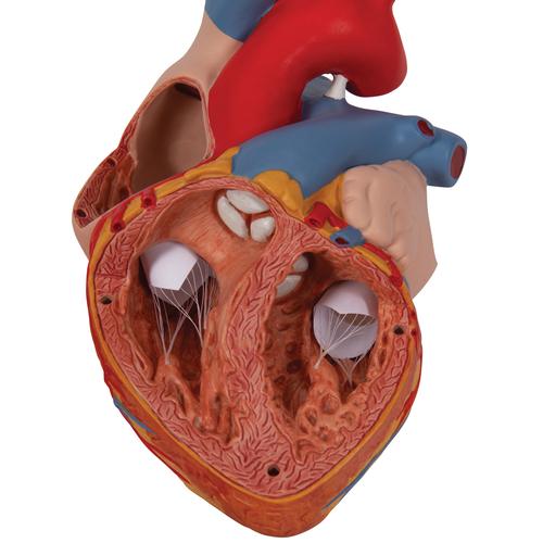 Herzmodell, 2-fache Größe, 4-teilig - 3B Smart Anatomy, 1000268 [G12], Herzgesundheit und Fitnesserziehung