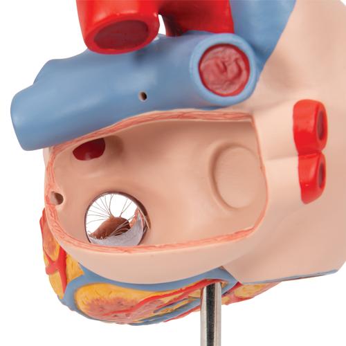 Herzmodell mit Luft- und Speiseröhre, 2-fache Größe, 5-teilig - 3B Smart Anatomy, 1000269 [G13], Herz- und Kreislaufmodelle