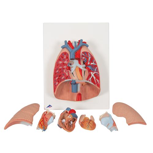 Lungenmodell mit Kehlkopf, 7-teilig - 3B Smart Anatomy, 1000270 [G15], Lungenmodelle