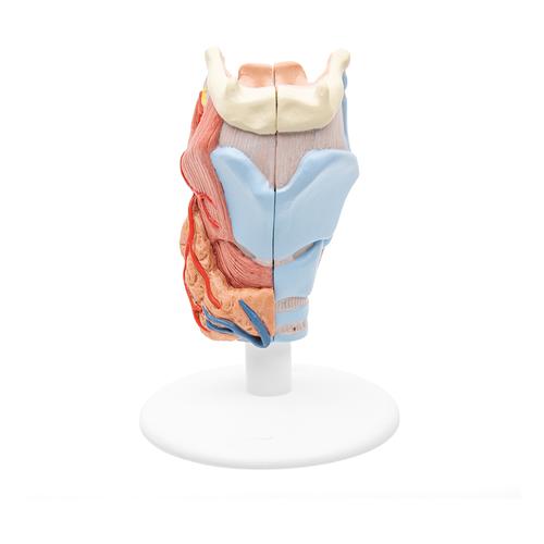 Kehlkopfmodell, 2-teilig - 3B Smart Anatomy, 1000273 [G22], Hals, Nase und Ohrenmodelle