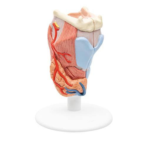 Kehlkopfmodell, 2-teilig - 3B Smart Anatomy, 1000273 [G22], Hals, Nase und Ohrenmodelle