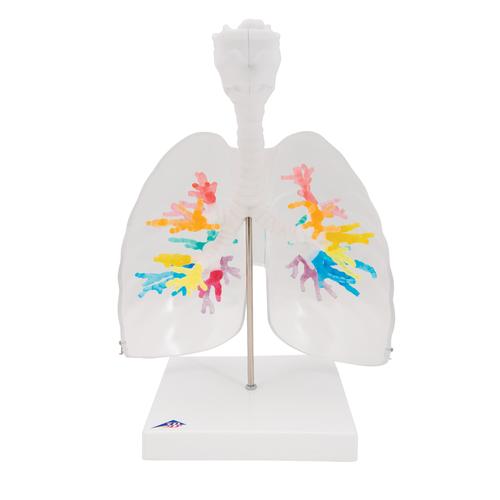CT-Bronchialbaum Modell mit Kehlkopf und transparenten Lungenflügeln - 3B Smart Anatomy, 1000275 [G23/1], Lungenmodelle