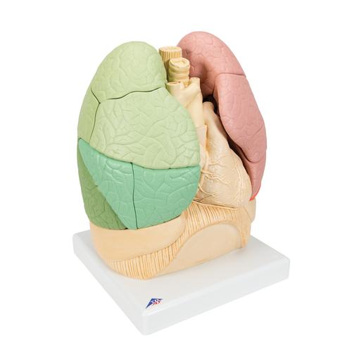 Segmentiertes Lungenmodell - 3B Smart Anatomy, 1008494 [G70], Lungenmodelle