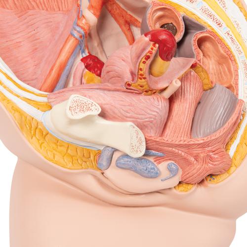 Weibliches Becken Modell, 2-teilig - 3B Smart Anatomy, 1000281 [H10], Genital- und Beckenmodelle
