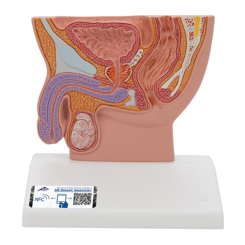 Männlicher Beckenschnitt Modell, 1/2 Größe - 3B Smart Anatomy, 1000283 [H12], Genital- und Beckenmodelle