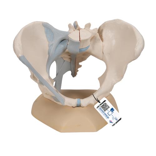 Weibliches Becken Modell mit Bändern, 3-teilig - 3B Smart Anatomy, 1000286 [H20/2], Gesundheitserziehung - Frau