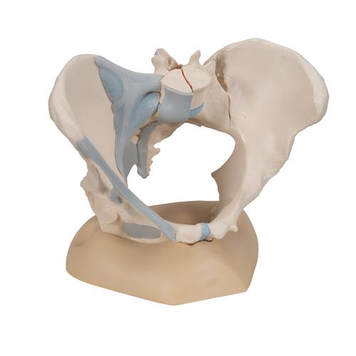Weibliches Becken Modell mit Bändern, 3-teilig - 3B Smart Anatomy, 1000286 [H20/2], Genital- und Beckenmodelle