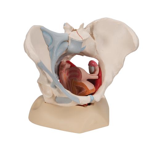 Weibliches Becken Modell mit Bändern, mit Medianschnitt durch Beckenbodenmuskulatur & Organe, 4-teilig - 3B Smart Anatomy, 1000287 [H20/3], Gesundheitserziehung - Frau