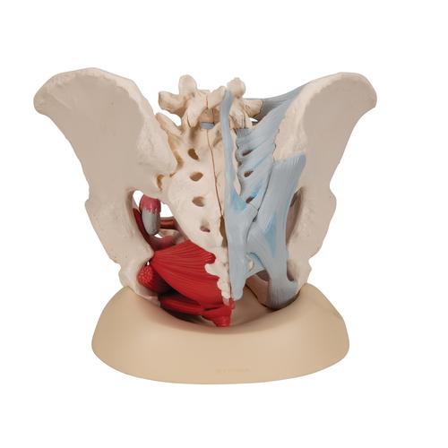 Weibliches Becken Modell mit Bändern, mit Medianschnitt durch Beckenbodenmuskulatur & Organe, 4-teilig - 3B Smart Anatomy, 1000287 [H20/3], Gesundheitserziehung - Frau