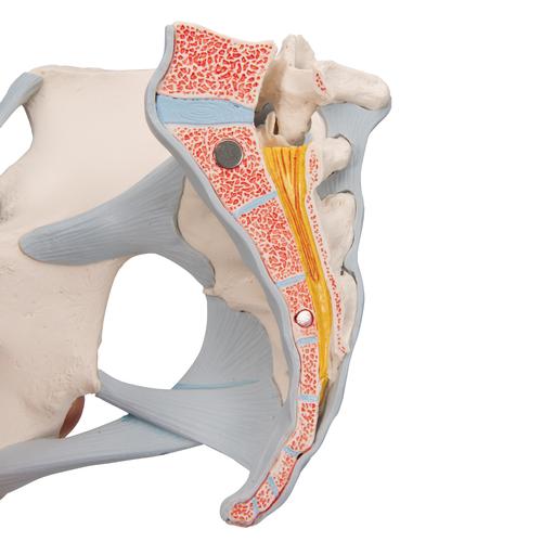 Weibliches Becken Modell mit Bändern, mit Medianschnitt durch Beckenbodenmuskulatur & Organe, 4-teilig - 3B Smart Anatomy, 1000287 [H20/3], Genital- und Beckenmodelle