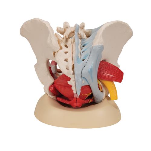 Weibliches Becken Modell mit Bändern, Gefäßen, Nerven, Beckenboden & Organen, 6-teilig - 3B Smart Anatomy, 1000288 [H20/4], Gesundheitserziehung - Frau