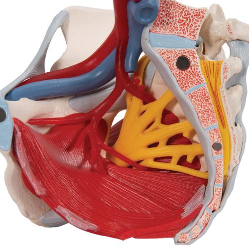 Weibliches Becken Modell mit Bändern, Gefäßen, Nerven, Beckenboden & Organen, 6-teilig - 3B Smart Anatomy, 1000288 [H20/4], Gesundheitserziehung - Frau