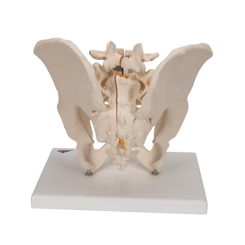 Männliches Becken Modell, 3-teilig - 3B Smart Anatomy, 1013026 [H21/1], Genital- und Beckenmodelle