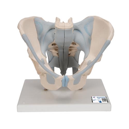 Männliches Becken Modell mit Bändern, 2-teilig - 3B Smart Anatomy, 1013281 [H21/2], Genital- und Beckenmodelle