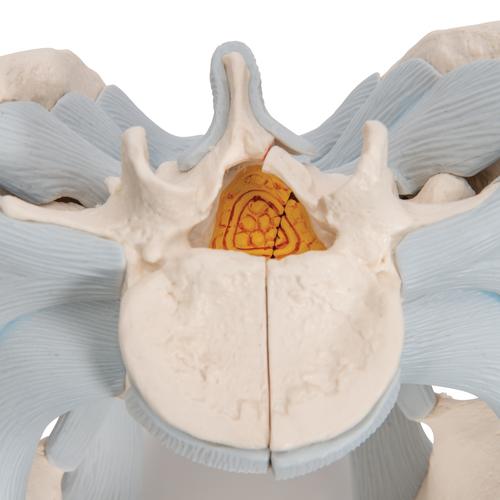 Männliches Becken Modell mit Bändern, 2-teilig - 3B Smart Anatomy, 1013281 [H21/2], Genital- und Beckenmodelle