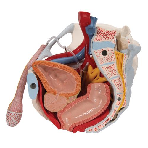 Männliches Becken Modell mit Bändern, Gefäßen, Nerven, Beckenboden & Organen, 7-teilig - 3B Smart Anatomy, 1013282 [H21/3], Genital- und Beckenmodelle