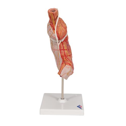 Magenbandmodell - 3B Smart Anatomy, 1012787 [K15/1], Verdauungssystem