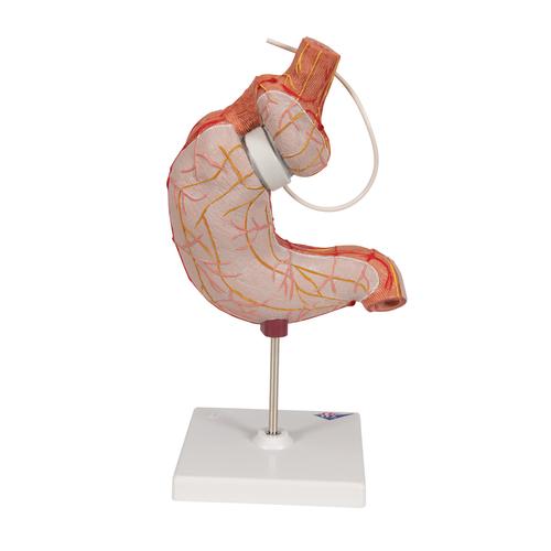 Magenbandmodell - 3B Smart Anatomy, 1012787 [K15/1], Verdauungssystem