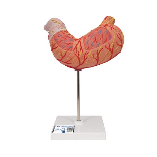 Magenmodell, 2-teilig - 3B Smart Anatomy, 1000302 [K15], Verdauungssystem
