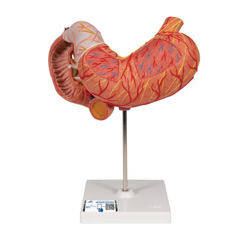 Magenmodell, 3-teilig - 3B Smart Anatomy, 1000303 [K16], Verdauungssystem