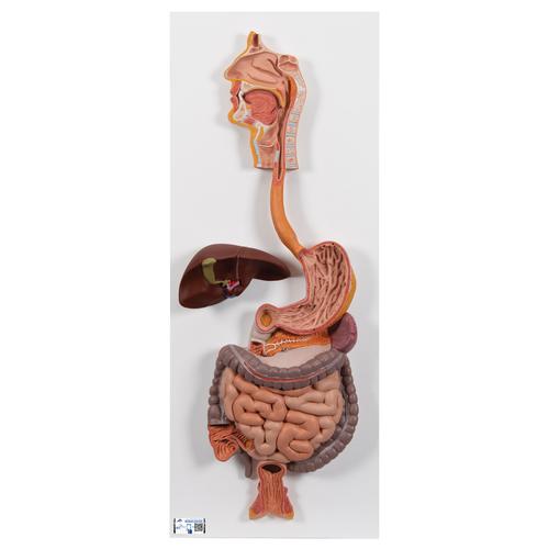Modell des menschlichen Verdauungsapparats, 2-teilig - 3B Smart Anatomy, 1000306 [K20], Verdauungssystem