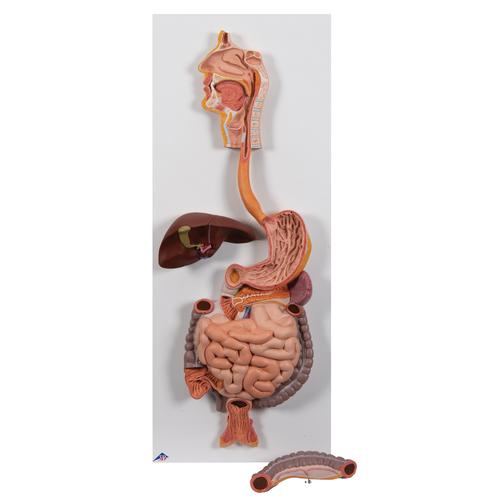 Modell des menschlichen Verdauungsapparats, 2-teilig - 3B Smart Anatomy, 1000306 [K20], Verdauungssystem