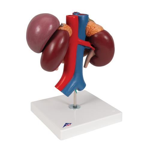Nierenmodell mit hinteren Oberbauchorganen, 3-teilig - 3B Smart Anatomy, 1000310 [K22/3], Harnapparatmodelle