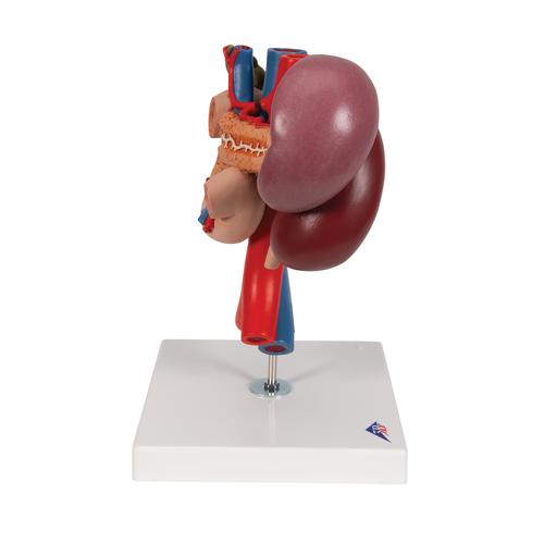 Nierenmodell mit hinteren Oberbauchorganen, 3-teilig - 3B Smart Anatomy, 1000310 [K22/3], Harnapparatmodelle